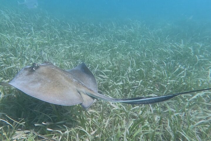 Vieques: Sea Turtle Snorkeling Small-Group, Photos & Snacks
