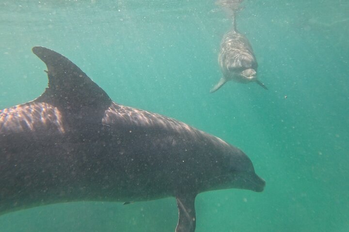 Vieques: Sea Turtle Snorkeling Small-Group, Photos & Snacks