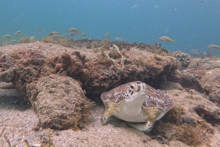 Vieques: Sea Turtle Snorkeling Small-Group, Photos & Snacks