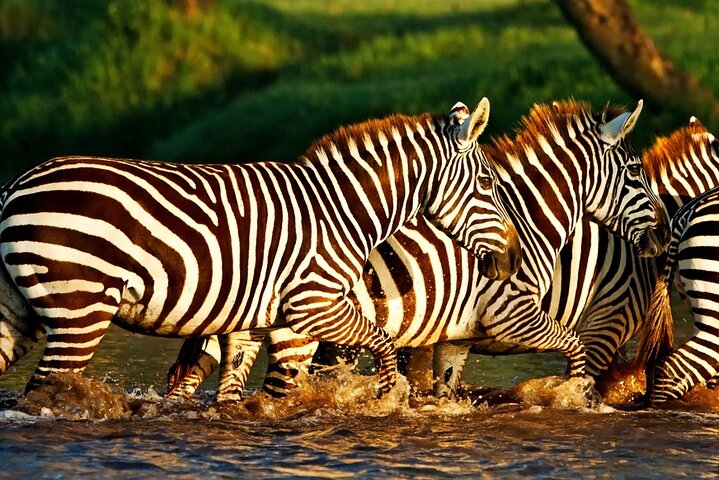 Half Day Tour To Lake Nakuru National Park Private From Nakuru