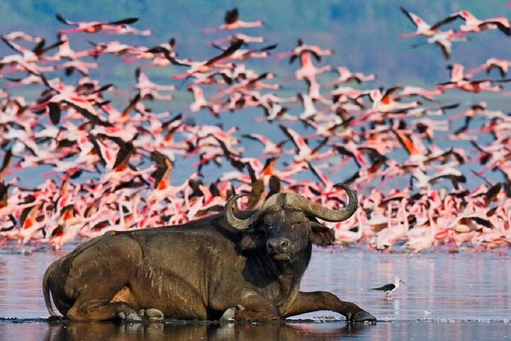 Half Day Tour To Lake Nakuru National Park Private From Nakuru