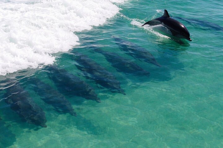 Panama City Beach Dolphin Cruise