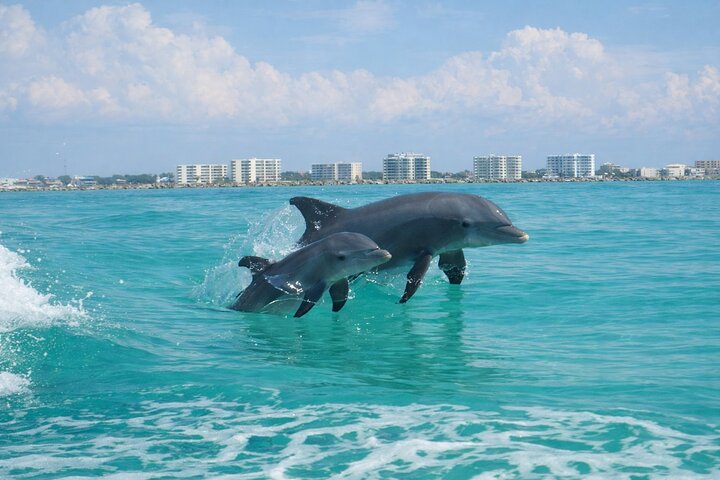 Panama City Beach Dolphin Cruise