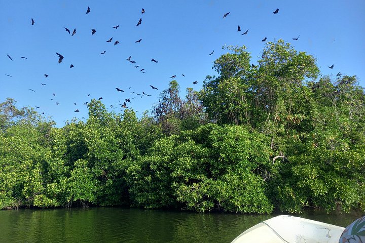 Madu River Boat Safari Balapitiya