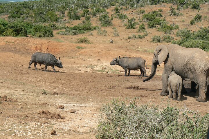 Addo Elephant National Park Tours from Port Elizabeth