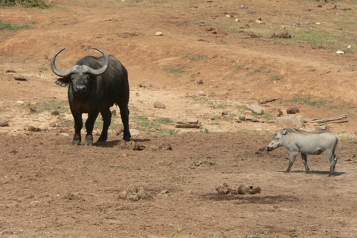 Addo Elephant National Park Tours from Port Elizabeth