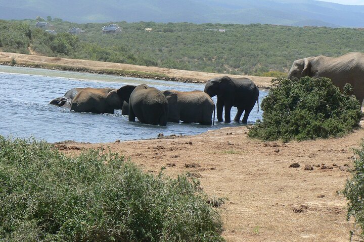 Addo Elephant National Park Tours from Port Elizabeth