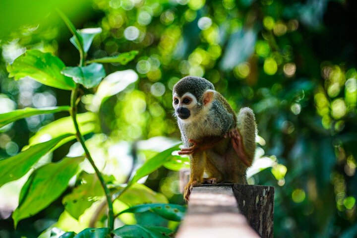 Tour Río Amazonas indigenous communities Mico Island and Puerto Nariño