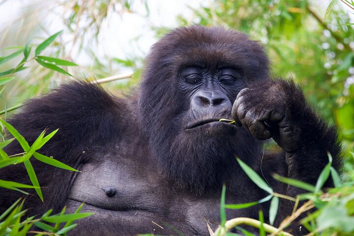 One Day Gorilla Trekking in Volcanoes