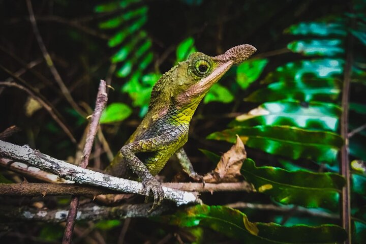 From Kandy All Inclusive Knuckles Overnight Trekking Adventure