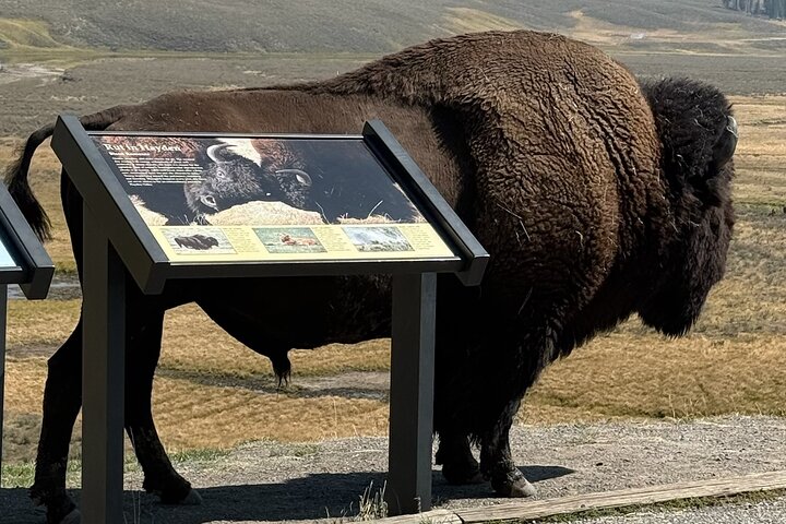 Best in the West Yellowstone Private Tour