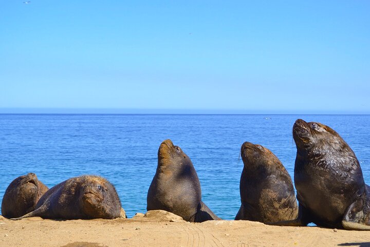 Santiago: Valparaiso, Viña del Mar & Casablanca Wine Tour