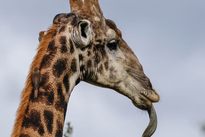 Safari Drive Hluhluwe Imfolozi Park South Africa
