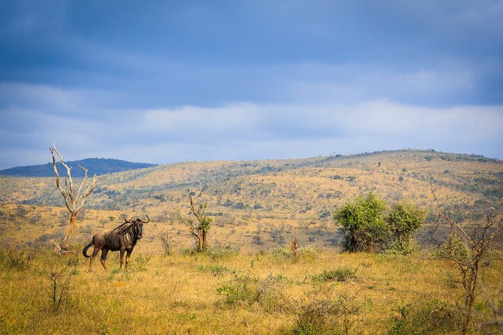 Safari Drive Hluhluwe Imfolozi Park South Africa