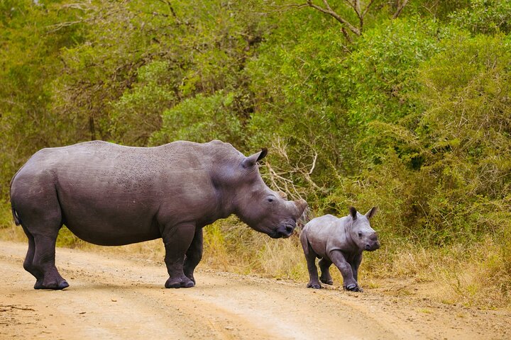 Safari Drive Hluhluwe Imfolozi Park South Africa