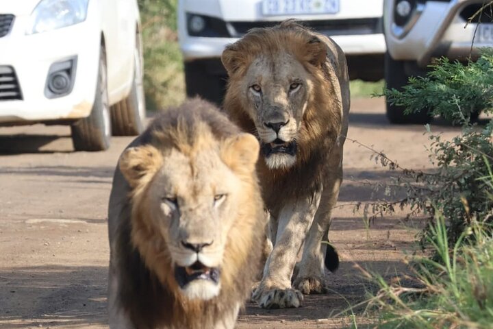 Safari Drive Hluhluwe Imfolozi Park South Africa
