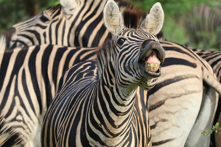 Safari Drive Hluhluwe Imfolozi Park South Africa