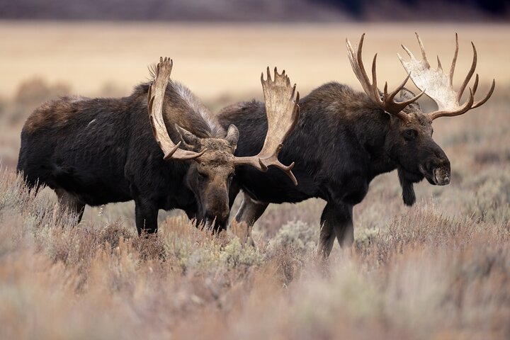 Half-Day Grand Teton Wildlife Safari & Sightseeing Tour