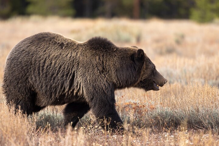 Half-Day Grand Teton Wildlife Safari & Sightseeing Tour