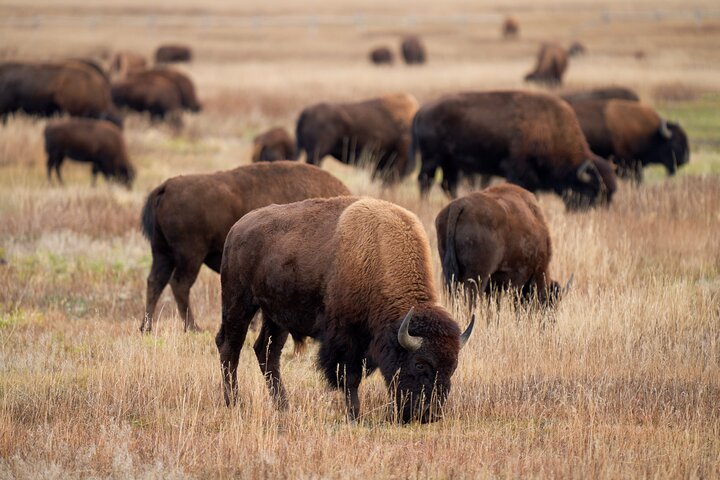 Half-Day Grand Teton Wildlife Safari & Sightseeing Tour