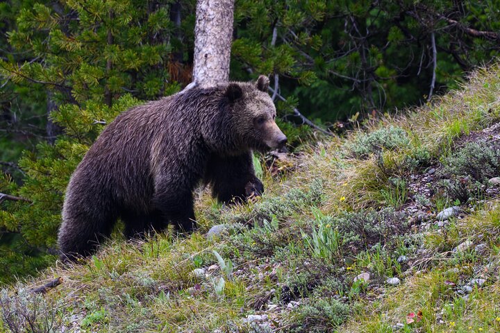 Half-Day Grand Teton Wildlife Safari & Sightseeing Tour