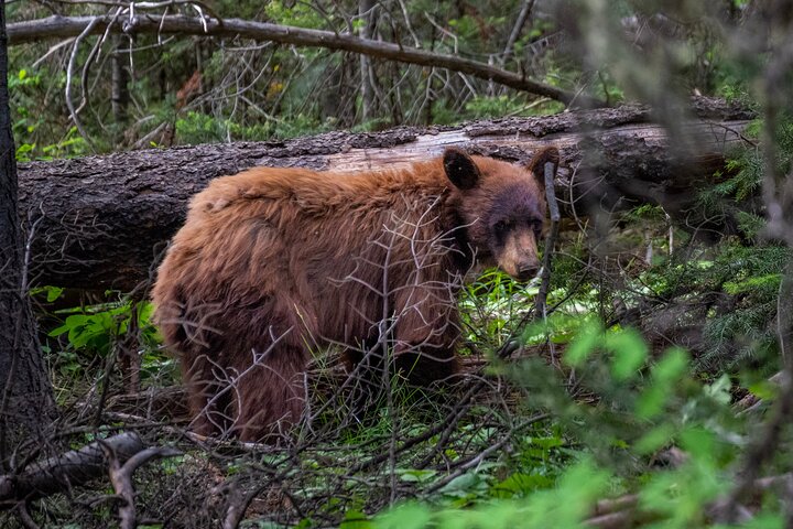 Half-Day Grand Teton Wildlife Safari & Sightseeing Tour