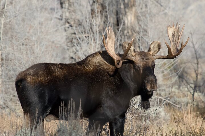 Half-Day Grand Teton Wildlife Safari & Sightseeing Tour