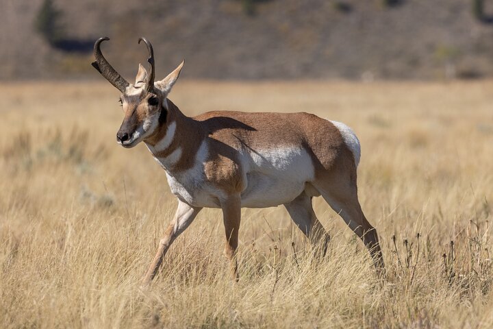 Half-Day Grand Teton Wildlife Safari & Sightseeing Tour