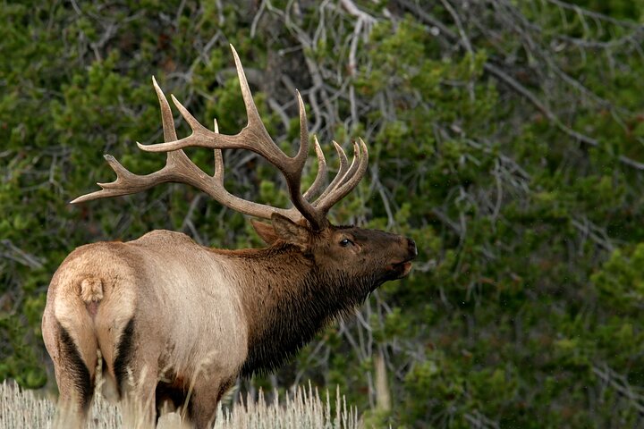 Half-Day Grand Teton Wildlife Safari & Sightseeing Tour