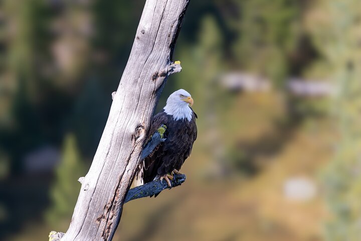 Half-Day Grand Teton Wildlife Safari & Sightseeing Tour