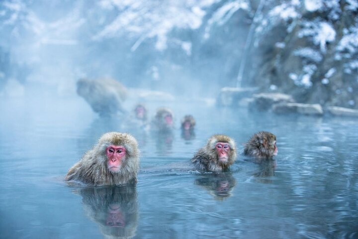 Luxury Private Snow Monkey and Cultural Tour of Nagano