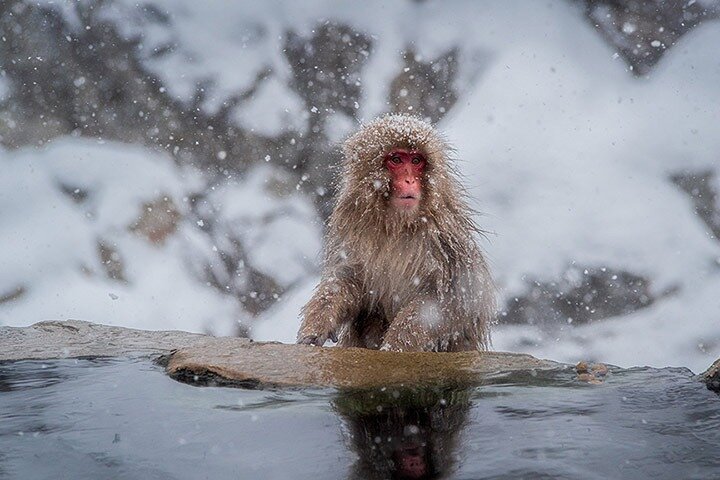 Luxury Private Snow Monkey and Cultural Tour of Nagano