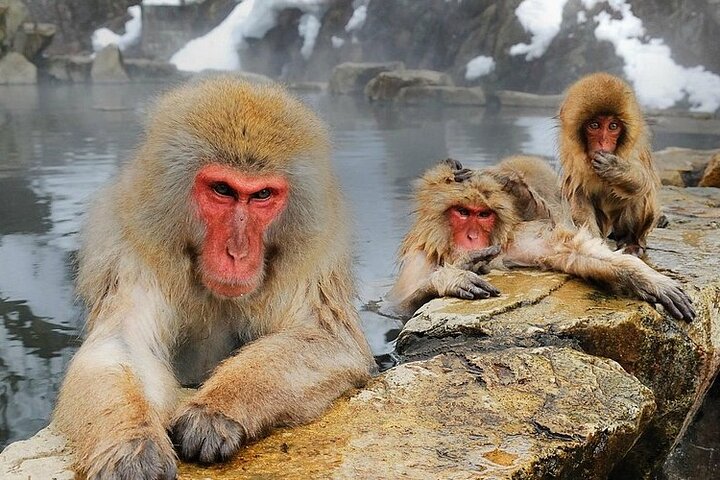 Luxury Private Snow Monkey and Cultural Tour of Nagano