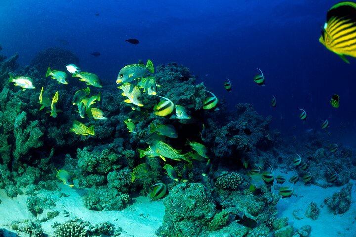 Hurghada: VIP Seafood Yacht to 3 Islands, Dolphins & Snorkeling