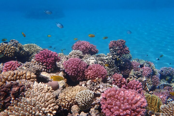 Hurghada: VIP Seafood Yacht to 3 Islands, Dolphins & Snorkeling