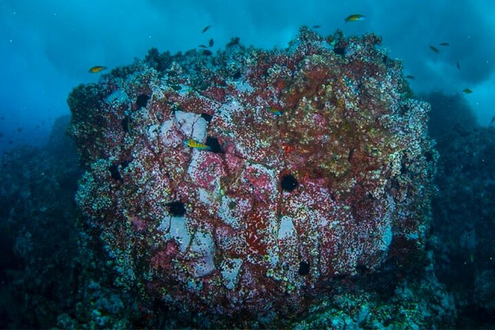 Double Diving Departure in Santa Maria Azores