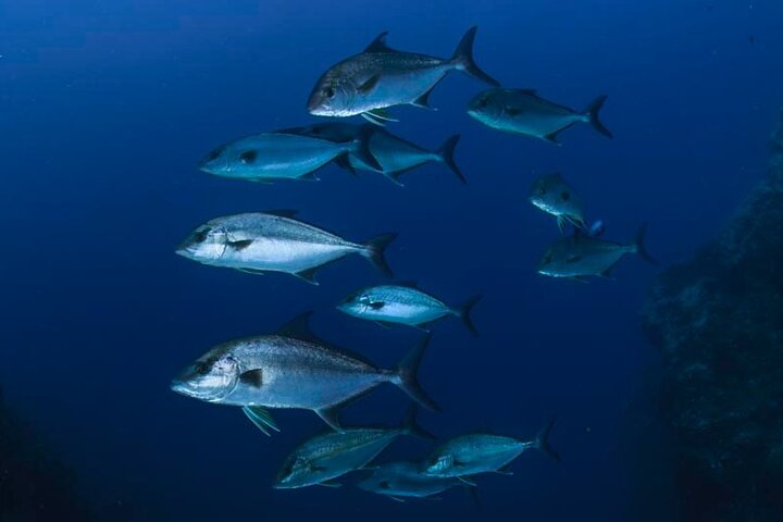 Double Diving Departure in Santa Maria Azores