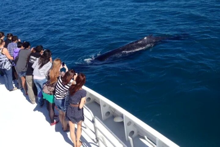 2 hour whale watching experience departing Hillarys Boat Harbour