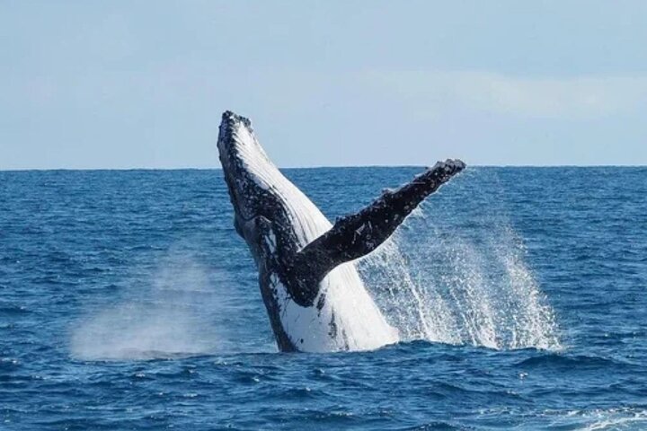 2 hour whale watching experience departing Hillarys Boat Harbour