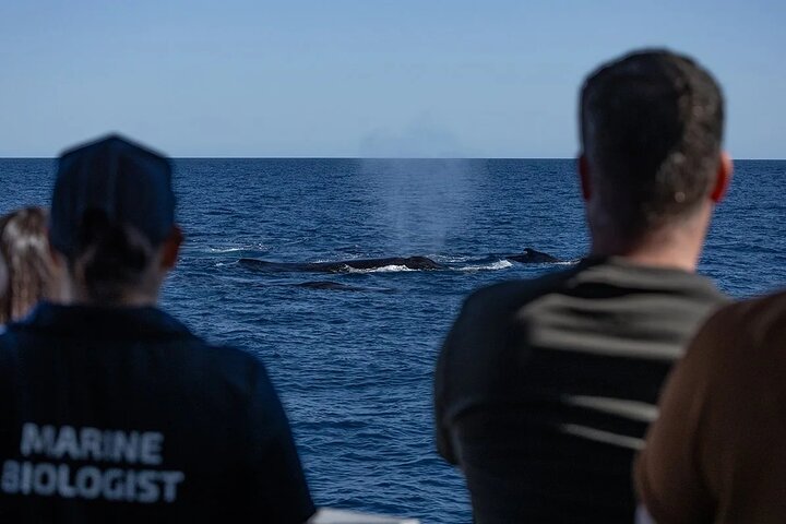 2 hour whale watching experience departing Hillarys Boat Harbour