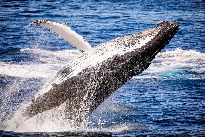 2 hour whale watching experience departing Hillarys Boat Harbour