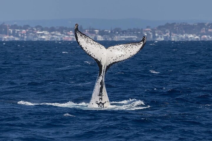 2 hour whale watching experience departing Hillarys Boat Harbour