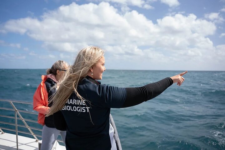 2 hour whale watching experience departing Hillarys Boat Harbour