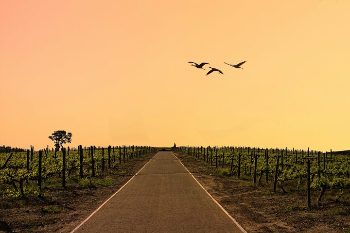 Full‑Day Stellenbosch and Franschhoek Wine Tour from Cape Town