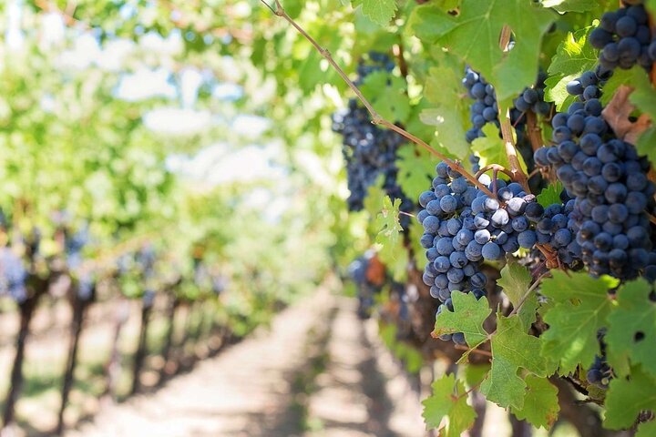 Full‑Day Stellenbosch and Franschhoek Wine Tour from Cape Town