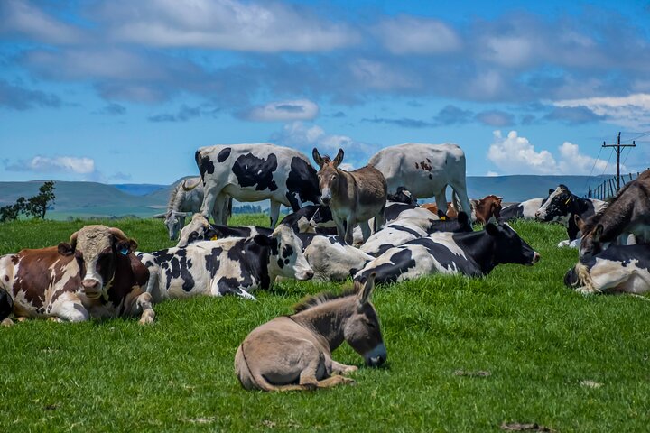 Artisan and Culinary Journey in KZN Midlands Meander