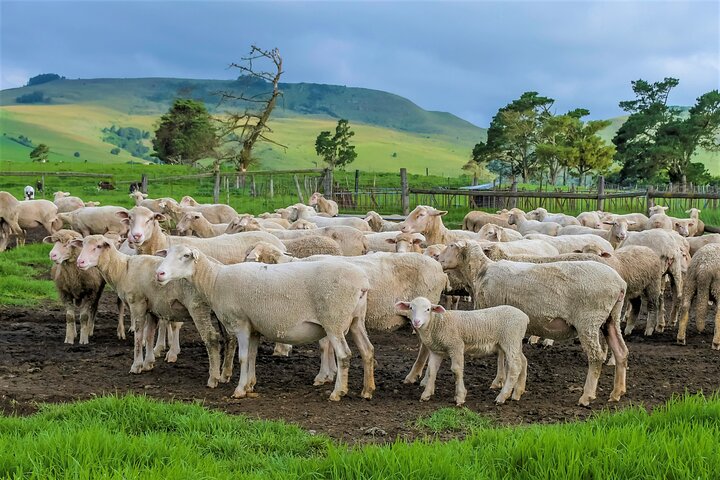 Artisan and Culinary Journey in KZN Midlands Meander
