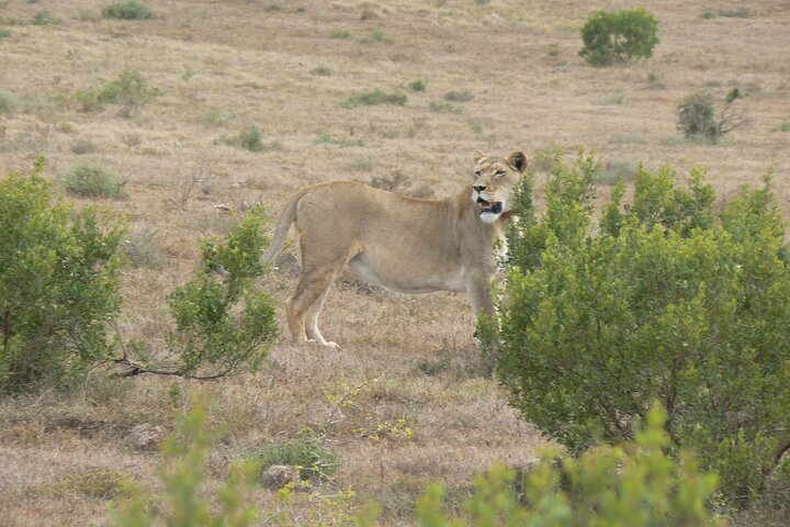 Addo Elephant National Park Tours from Port Elizabeth