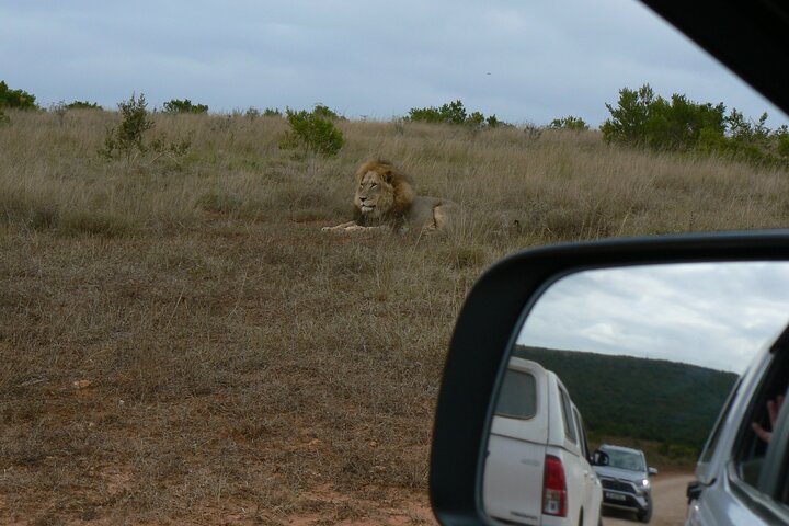Addo Elephant National Park Tours from Port Elizabeth