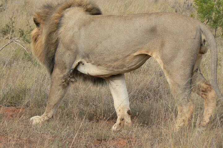 Addo Elephant National Park Tours from Port Elizabeth